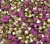 COD 6606 - Pedras de Strass SS6,5/PP14 Fuchsia Candy - Pacote com 30 Pedras