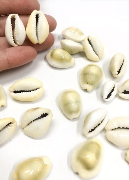 COD 335 - Búzios Naturais Fechados - Pacote com 10gramas.