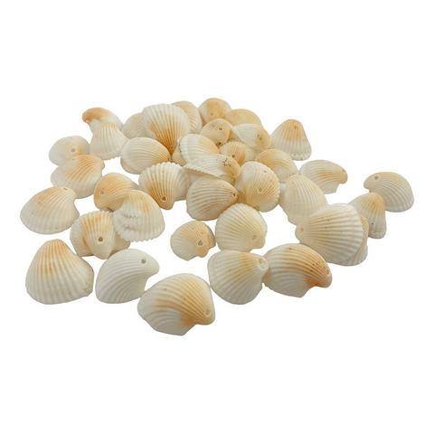 Conchas Do Mar Comum - Unidade - comprar online