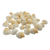 Conchas Do Mar Comum - Unidade - comprar online