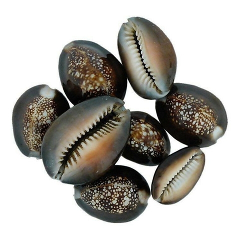 Búzios Africanos Fechados - 150g