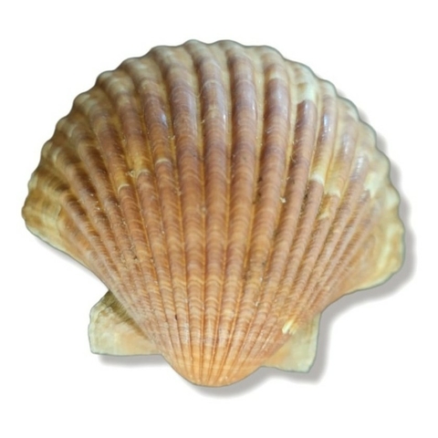 Concha Shell - Umbanda E Candomblé - Unidade - comprar online