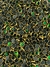 Pedraria de Unha, Olho de Gato, Verde Esmeralda 4mm - 20pcs - comprar online