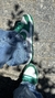 DUNK VERDE