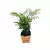 Mini Palmeirinha plantada