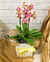 Orquídea Surpresa