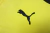 Borussia Dortmund 23/24 - tienda online