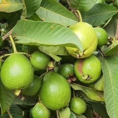 Goiabada Cremosa Vó Olavo 400g na internet