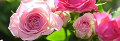 Banner de la categoría Rosas