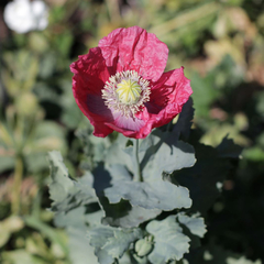 Amapola - comprar online