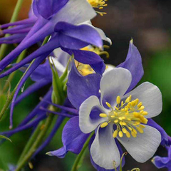Aquilegia - comprar online