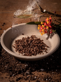 Asclepias curassavica