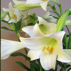 Azucena Blanca