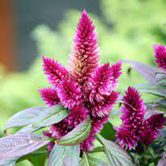 Celosía spicata - comprar online