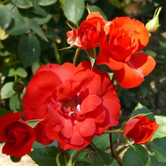 Rosa 'La Sevillana ' - comprar online