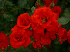 Rosa 'La Sevillana '