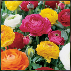 Marimonias