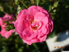 Rosa 'Mirato' (HT)