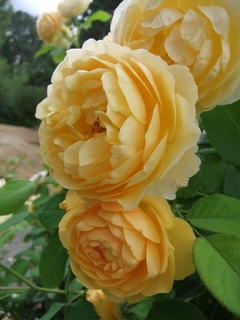 Rosa 'Graham Thomas'