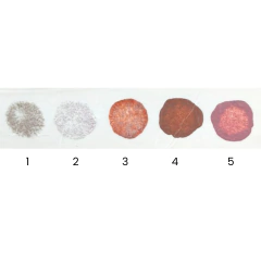 SOMBRA LÍQUIDA – CITY GIRL en internet