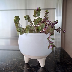 Maceta Neo Cerámica Blanca 10cm - kazaru