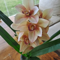 Imagen de Cher orquidea grande 54cm