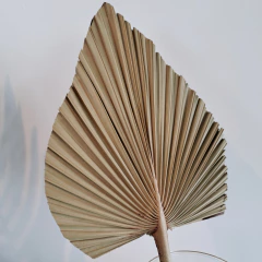 Hoja de Palma 50cm - comprar online