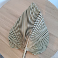 Hoja de Palma 50cm - tienda online