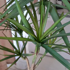 Planta artificial Palmera Dracena 80cm en internet