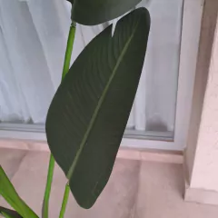 Planta Banano 160cm - tienda online