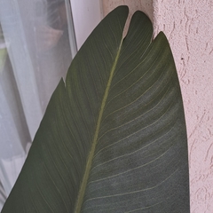 Imagen de Planta Banano 160cm