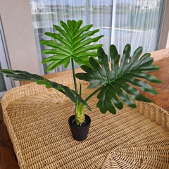 Planta Monstera Costilla de Adan 55cm - comprar online