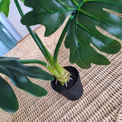 Planta Monstera Costilla de Adan 55cm en internet