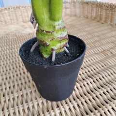 Planta Monstera Costilla de Adan 55cm - kazaru