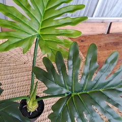 Imagen de Planta Monstera Costilla de Adan 55cm