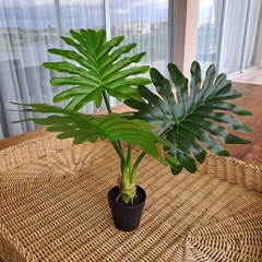 Planta Monstera Costilla de Adan 55cm - tienda online