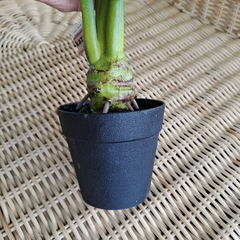 Planta Monstera Costilla de Adan 55cm
