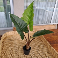 Planta Oreja 60cm - comprar online