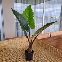 Planta Oreja 60cm en internet