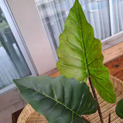 Planta Oreja 60cm - kazaru