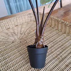 Imagen de Planta Oreja 60cm