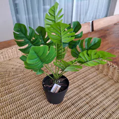 Planta Monstera 45cm en internet