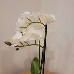 Julie Orquidea 50cm