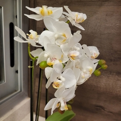Julie Orquidea 50cm