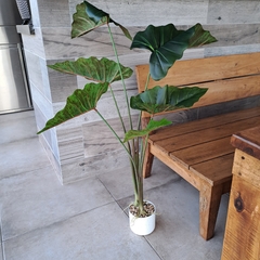 Planta Colocasia 2 varas 100cm - comprar online