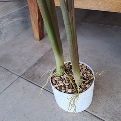 Planta Colocasia 2 varas 100cm - kazaru
