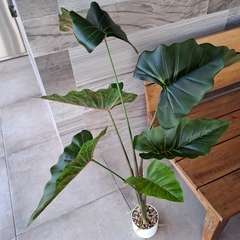 Planta Colocasia 2 varas 100cm en internet