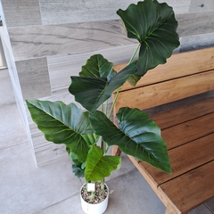 Planta Colocasia 3 varas 100cm en internet