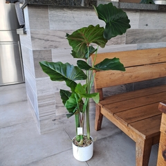 Planta Colocasia 3 varas 100cm - comprar online