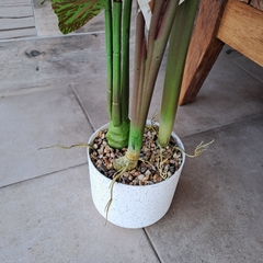 Planta Colocasia 3 varas 100cm - kazaru